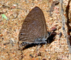 Pseudonacaduba sichela sichela