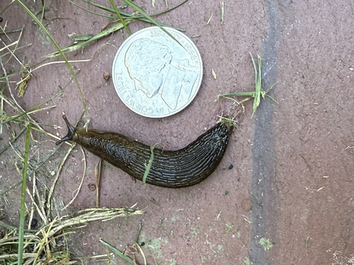 Arion hortensis
