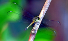 Chalcostephia flavifrons