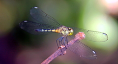 Chalcostephia flavifrons