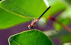 Chalcostephia flavifrons