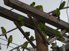 Psittacara holochlorus