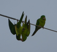 Psittacara holochlorus