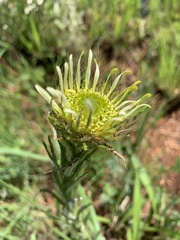 Berkheya zeyheri