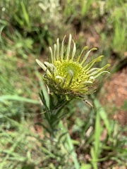 Berkheya zeyheri