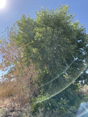 Populus deltoides wislizenii