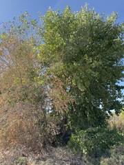 Populus deltoides wislizenii