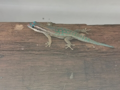 Phelsuma ornata