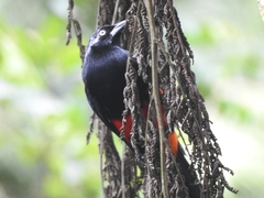 Hypopyrrhus pyrohypogaster