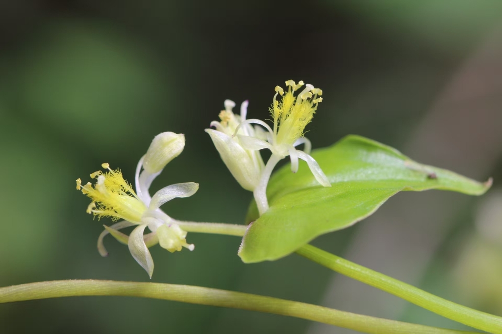 Streptolirion volubile