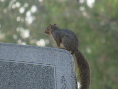 Sciurus niger