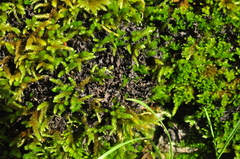 Scytinium palmatum