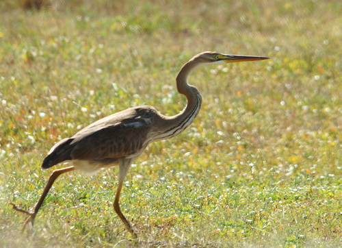 Garza imperial (Ardea purpurea)