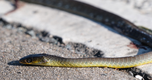Common Tree Snake sighting