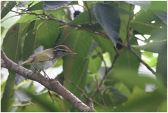 Phylloscopus tenellipes