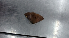 Antiblemma sterope