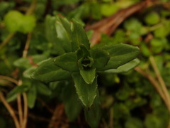 Epilobium glabellum