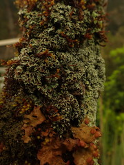 Pannaria xanthomelana