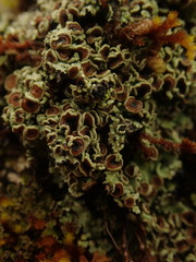 Pannaria xanthomelana