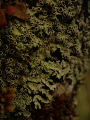 Pannaria xanthomelana