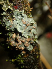 Coccocarpia erythroxyli