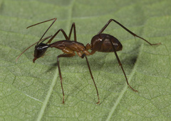 Image of Camponotus ager