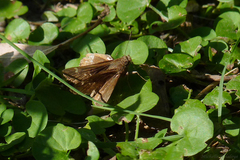 Cymaenes odilia