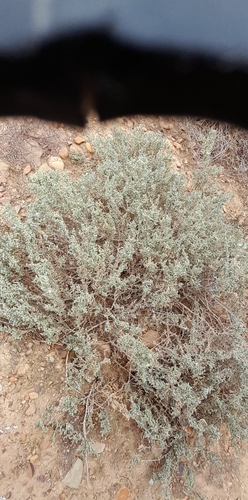 Cauliflower Ganna (Caroxylon tuberculatum)