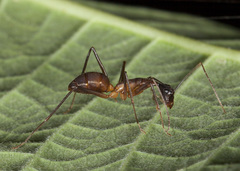 Camponotus ager