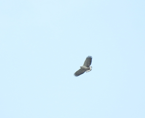 White-necked Hawk (Buteogallus lacernulatus), photo 10