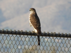Accipiter cooperii