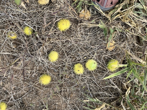 Wild Cucumber