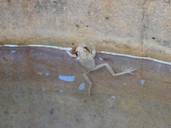 Dendropsophus bogerti