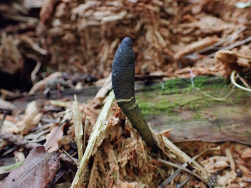 Tolypocladium ophioglossoides