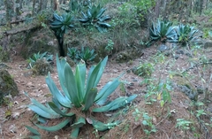 Agave warelliana
