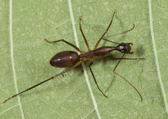 Camponotus ager