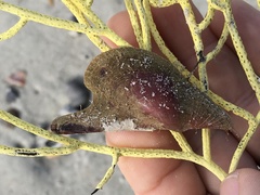 Pteria colymbus