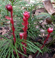 Monotropa coccinea