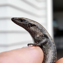 Oligosoma smithi