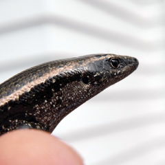 Oligosoma smithi