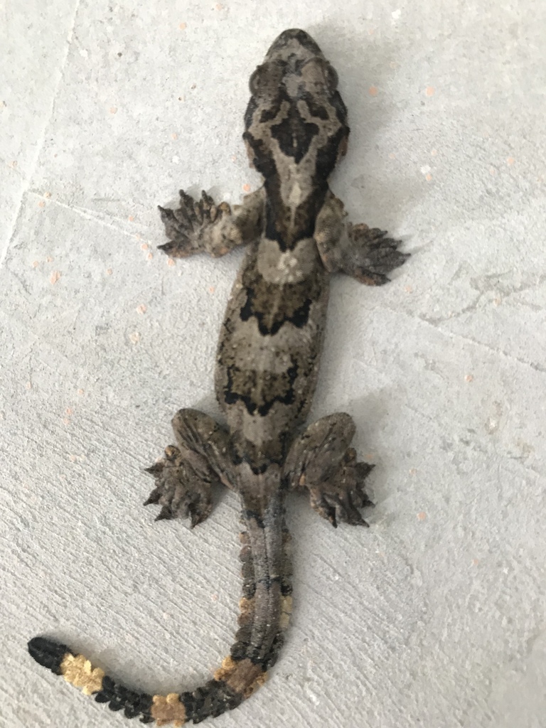 Banna Parachute Gecko