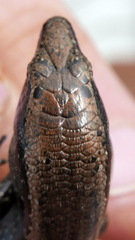 Oligosoma smithi