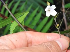 Codonacanthus pauciflorus
