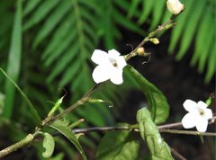 Codonacanthus pauciflorus