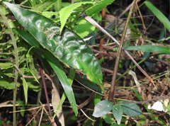 Codonacanthus pauciflorus