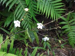 Codonacanthus pauciflorus