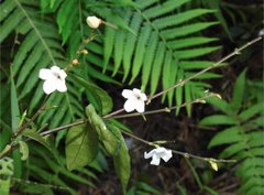 Codonacanthus pauciflorus