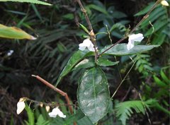 Codonacanthus pauciflorus