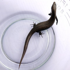 Oligosoma smithi