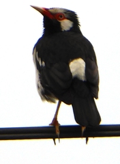 Gracupica floweri